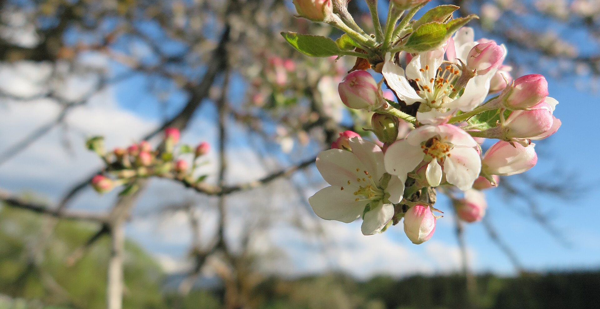 Blüte, Baum, Wiese | © Naturpark Zirbitzkogel-Grebenzen