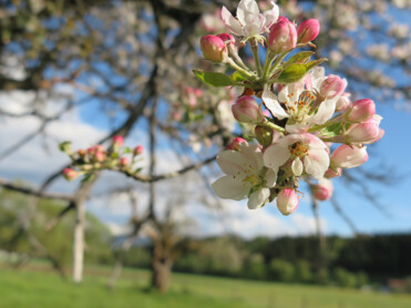 Blüte, Baum, Wiese | © Naturpark Zirbitzkogel-Grebenzen