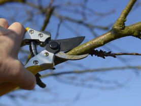 Schere, Baum | © Fotolia