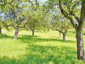 Streuobstwiese | © OIKOS Bäume auf Wiese | © OIKOS