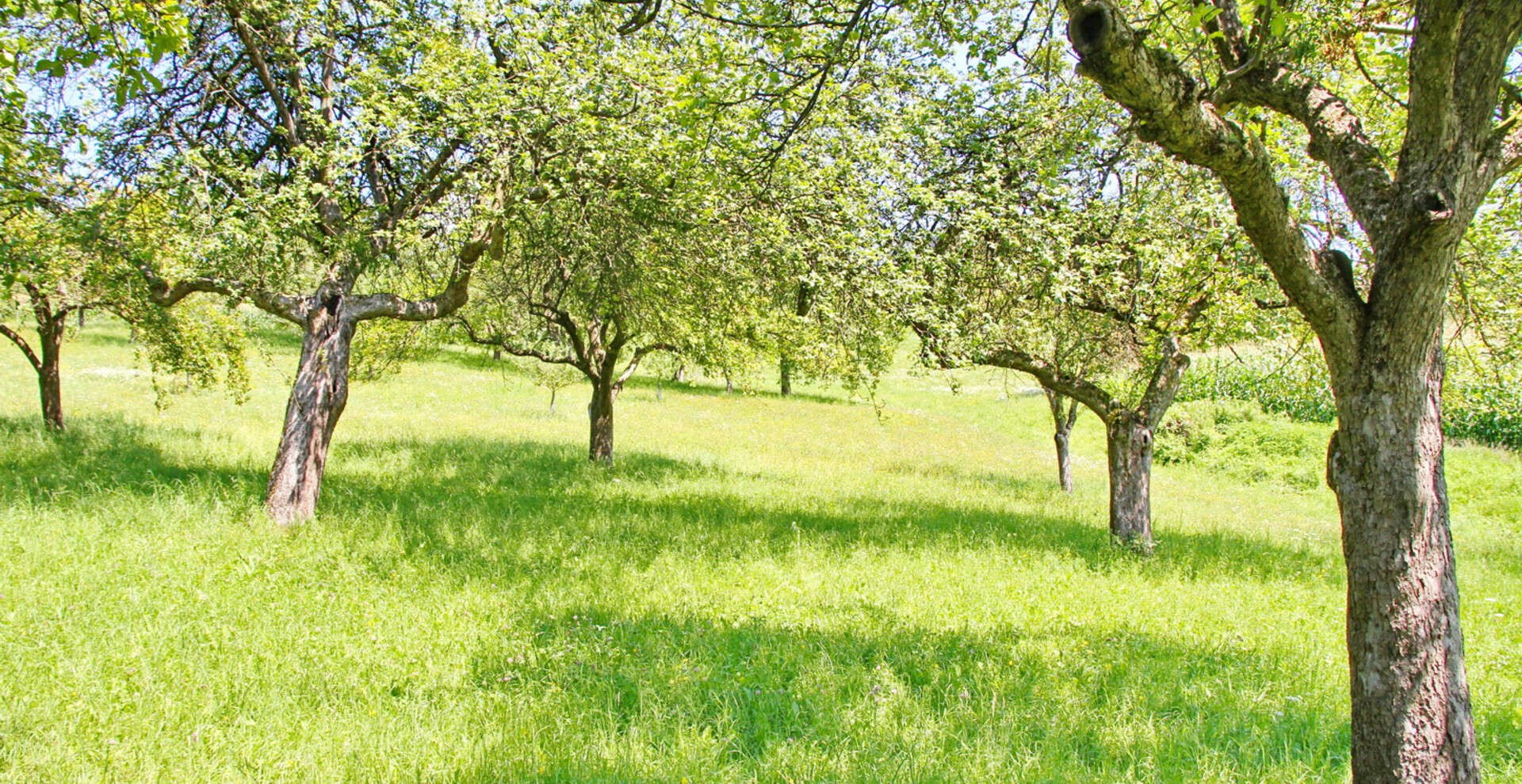 Bäume auf Wiese | © OIKOS