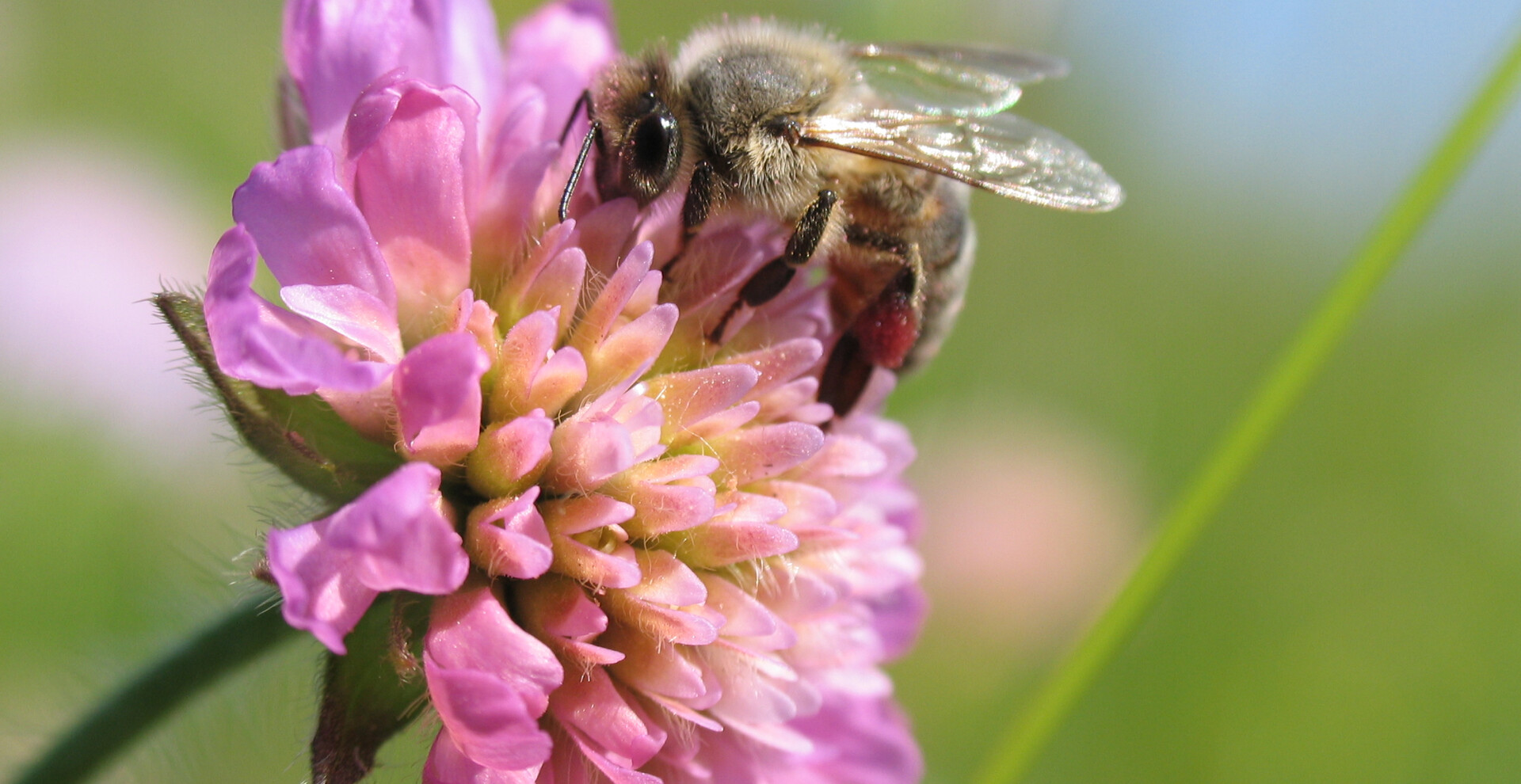 Honigbiene auf Witwenblume | © OIKOS Biene auf blume | © OIKOS
