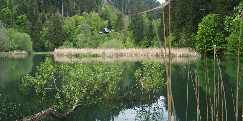 Teich im Wald | © Naturpark Zirbitzkogel-Grebenzen