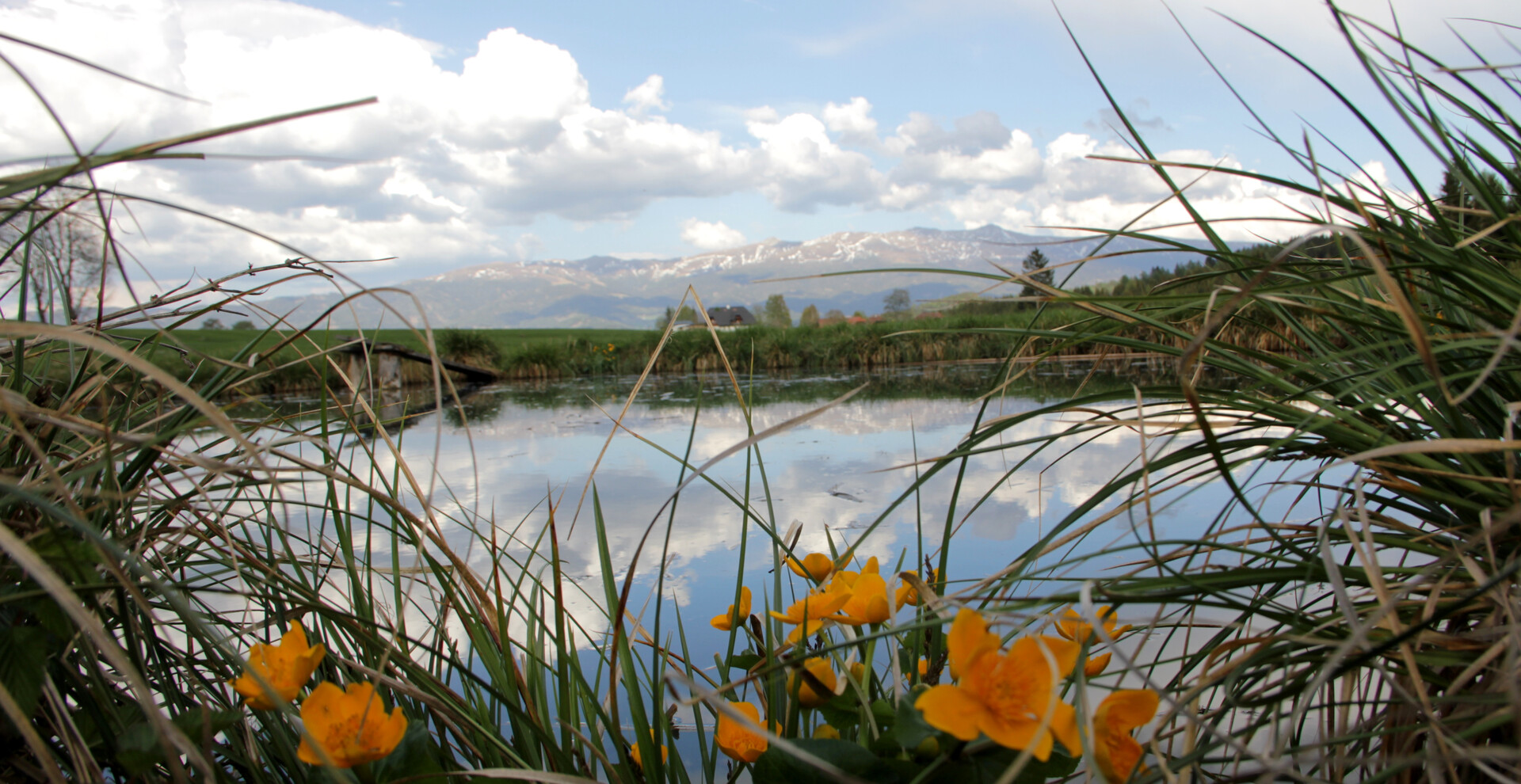 Teich mit Sumpfdotterblumen, Hintergrund Zirbitzkogel | © TVB Naturpark Zirbitzkogel-Grebenzen