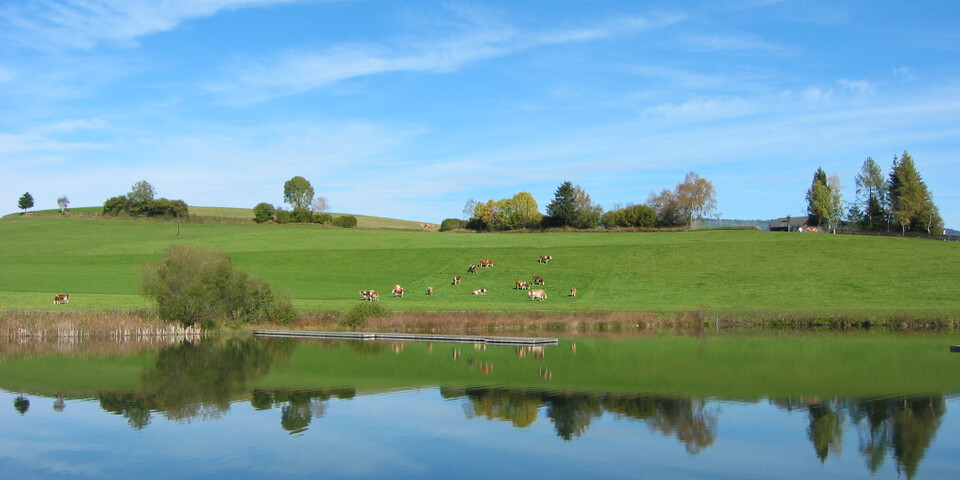 Teich, Kühe, Spigelbild der Wolken | © Naturpark Zirbitzkogel-Grebenzen