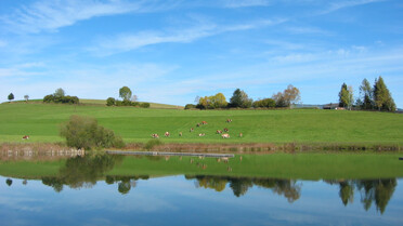 Teich, Kühe, Spigelbild der Wolken | © Naturpark Zirbitzkogel-Grebenzen