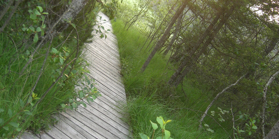 Holzsteg, durch Moor | © TVB Naturpark Zirbitzkogel-Grebenzen, Mediadome