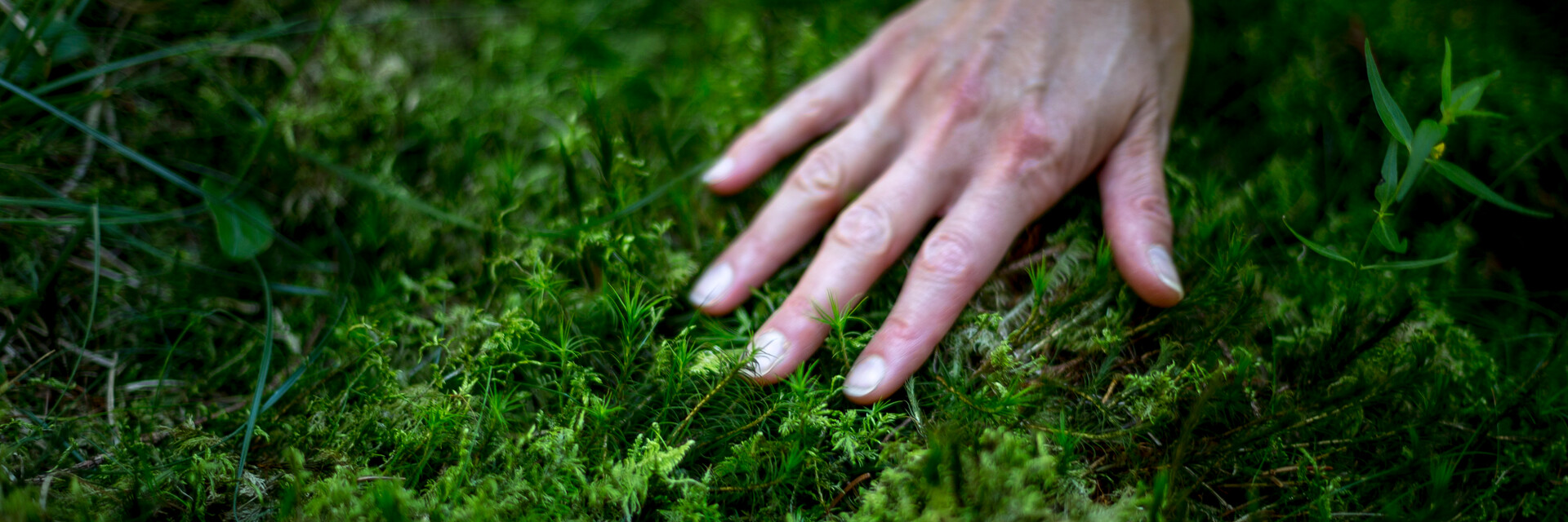 Hand, Moos | © Steiermark Tourismus_ikarus.cc