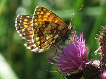 schöner Schmtterling auf Blume | © Naturpark Zirbitzkogel-Grebenzen