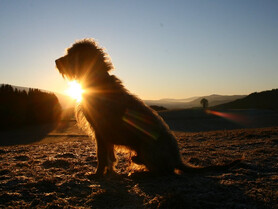 Hund in der Abendsonne | © Gerhard Petrlic