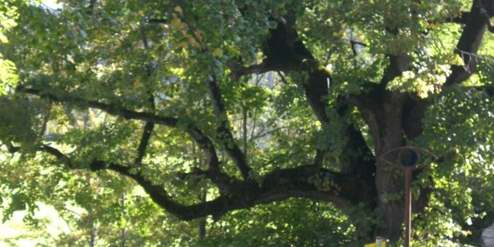 TVB Naturpark Zirbitzkogel-Grebenzen